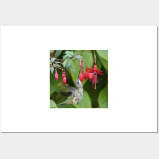 Hummingbird fuchsias Posters and Art